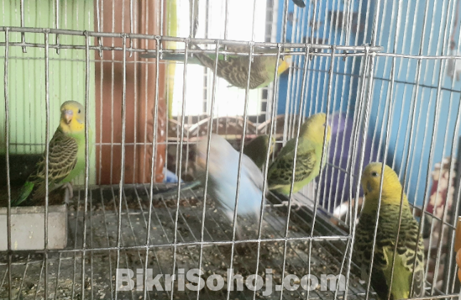 বাজরিগর পাখি